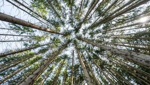 Waldzustand in Deutschland