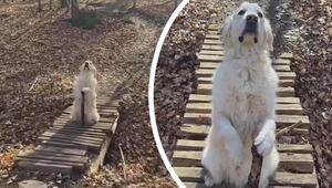 „Du kannst nicht vorbei“: Hund stellt berühmte Gandalf-Szene nach