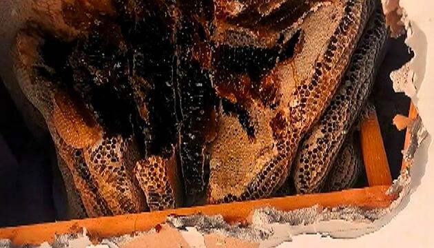 Süßes Geheimnis: Riesiges Bienennest in Wohnungsdecke entdeckt