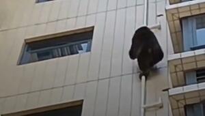  King Kong auf Abwegen: Gorilla erklimmt Hochhaus