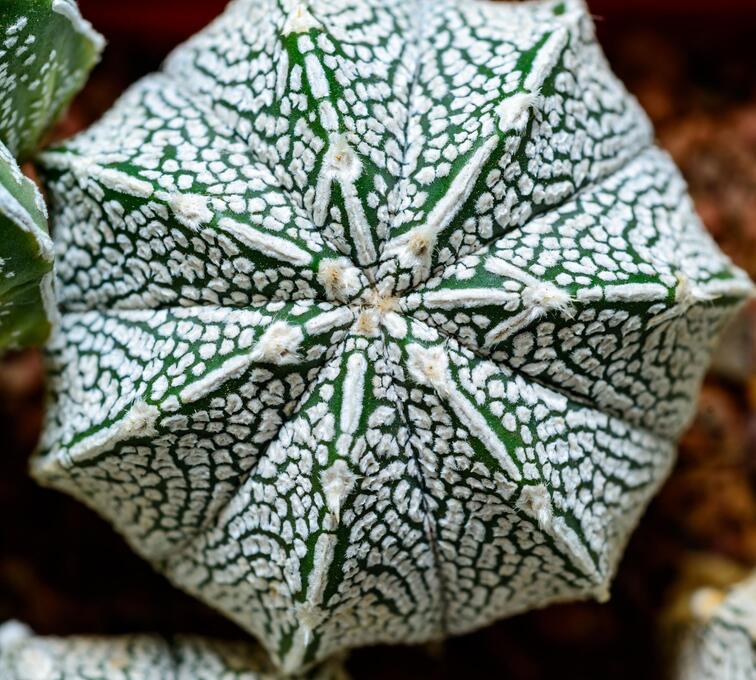 zimmerpflanze hellgrün Sansevieria Laurentii Schwiegermutterzunge Zimmerpflanze grün gelb 70- main image 0