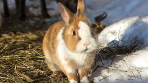 Kaninchen im Schnee