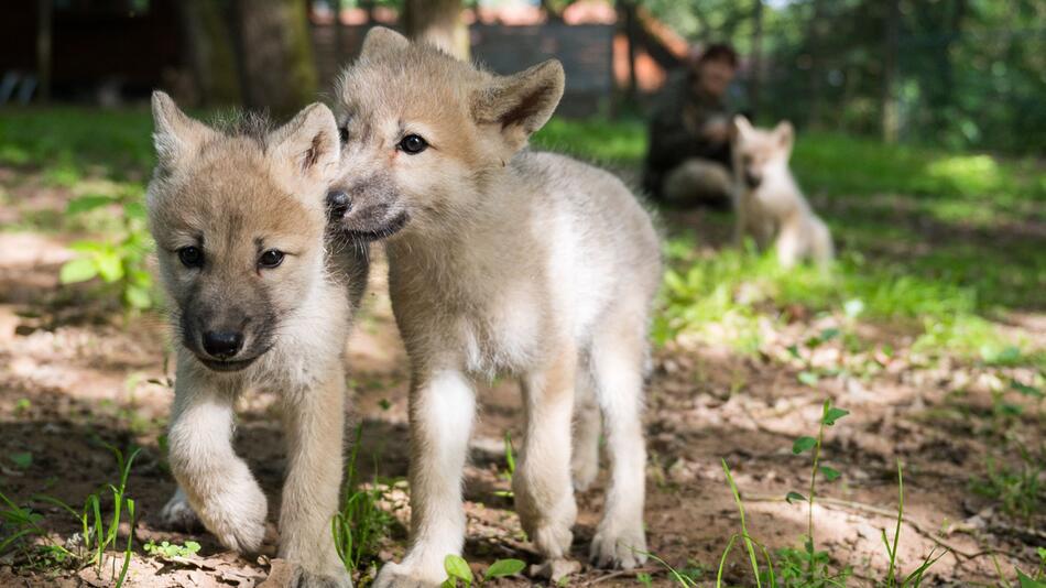 Nachwuchs im Wolfspark