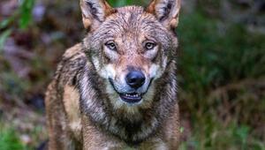 Niederlande verschärfen Warnung nach Wolfsattacke auf Kind