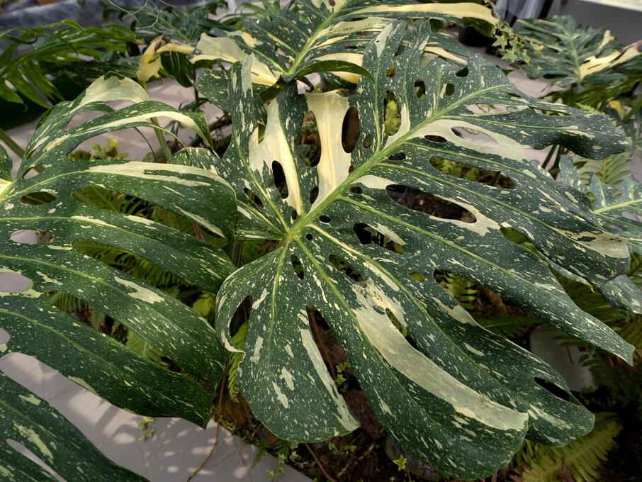 zimmerpflanze rosa streifen Aglaonema Siam Violet | Kolbenfaden