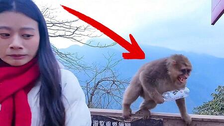 Affe will Gegenleistung für Foto mit Touristin