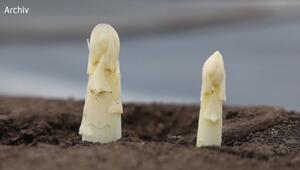 Spargel schon ab Mitte März? So viel soll ein Kilogramm kosten