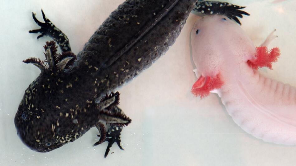 Axolotl, Lurch, Amphibie