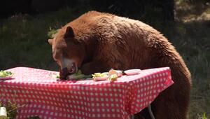 Picknick mit Bären