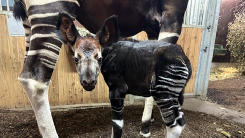 Waldgiraffen-Baby: Nachwuchs bei Okapis im Frankfurter Zoo