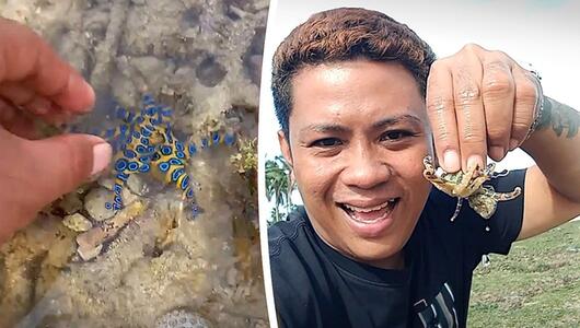 Tödlicher Tintenfisch – naiver Tourist greift einfach zu