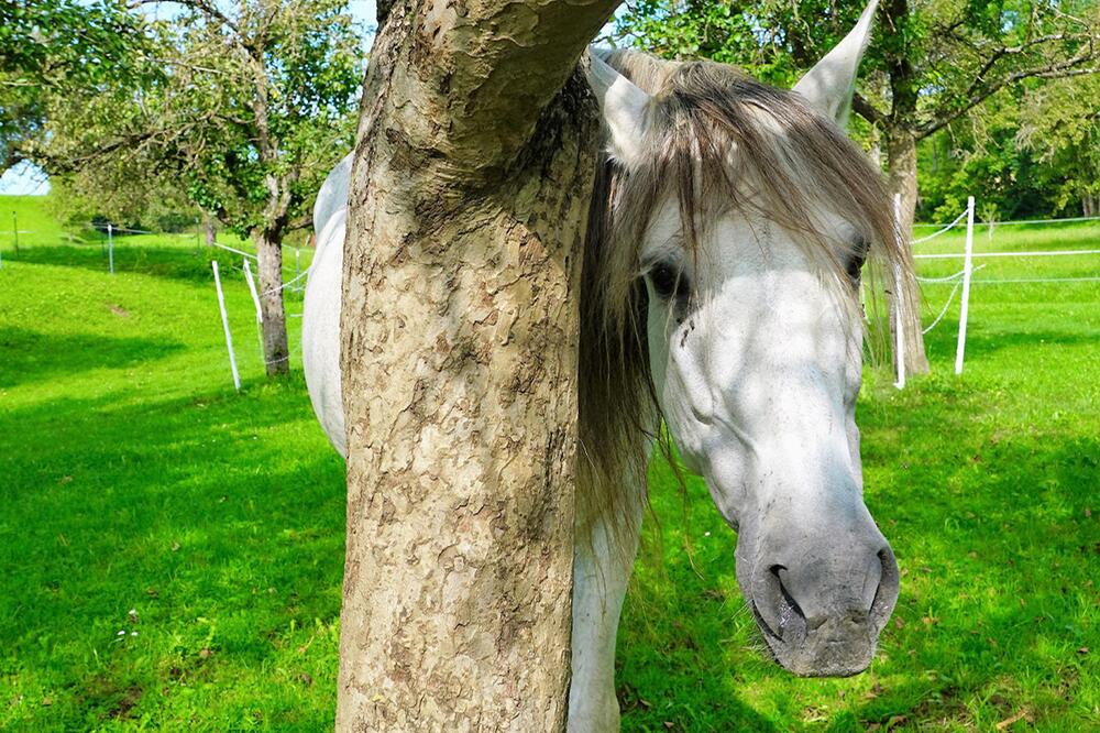 Man kann einiges tun, um das Pferd zu beruhigen.