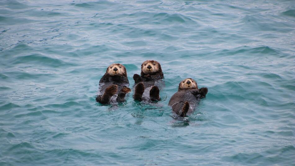 Drei junge Otter werden aufgepäppelt.