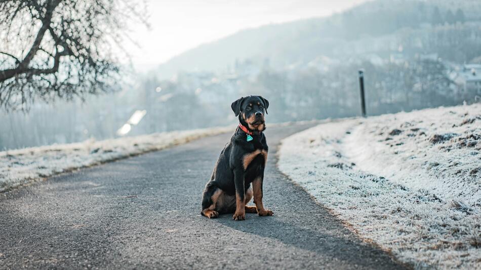 Kritik am Rottweiler-Verbot in Zürich.