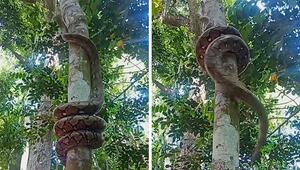 Kraft und Geschick: Python in Thailand klettert Baum hinauf