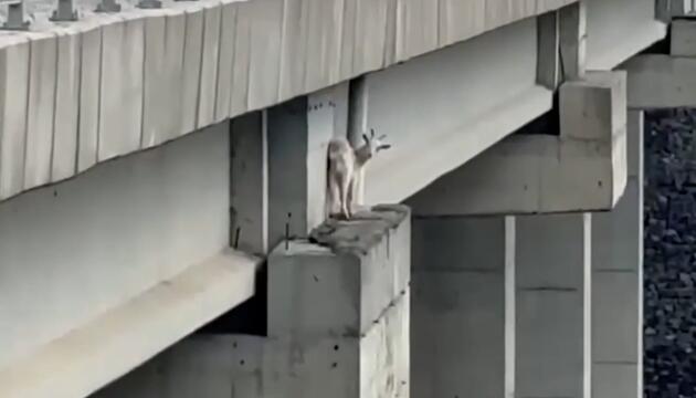 Waghalsiger Ausflug: Feuerwehr rettet gestrandete Ziege von Autobahnbrücke in Istanbul