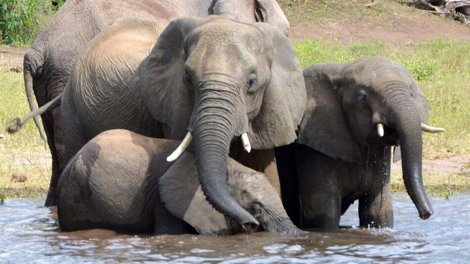 Elefantenwilderei in Botsuana
