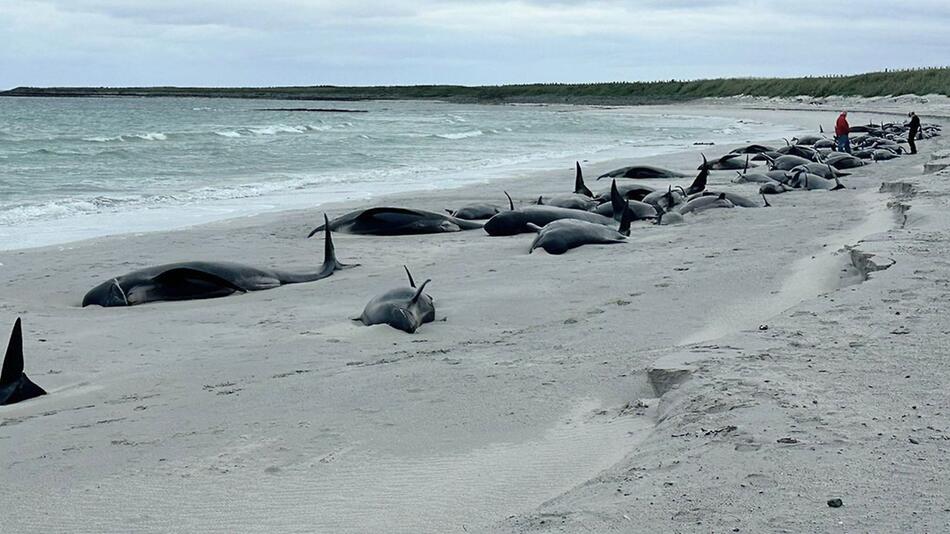 Dutzende Grindwale auf schottischer Insel gestrandet