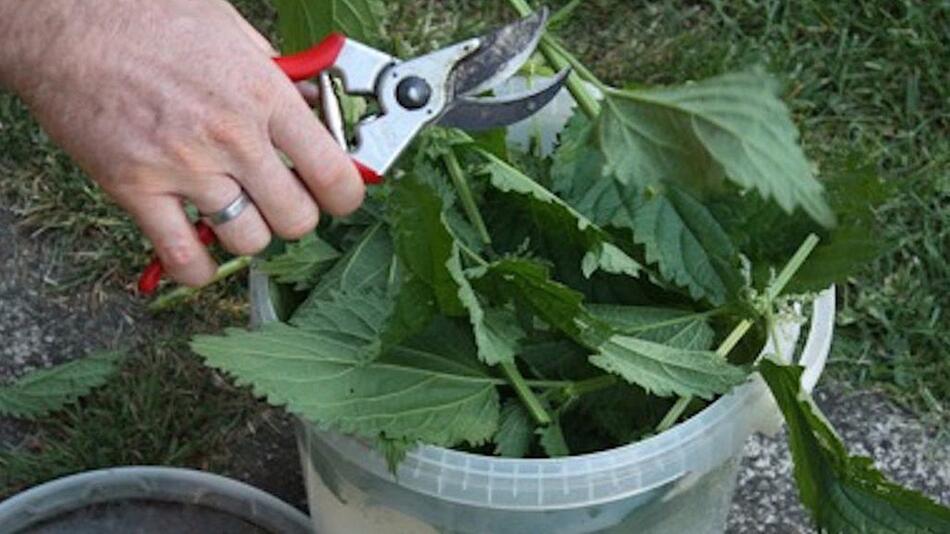 Tomaten Dünger Brennnesseljauche