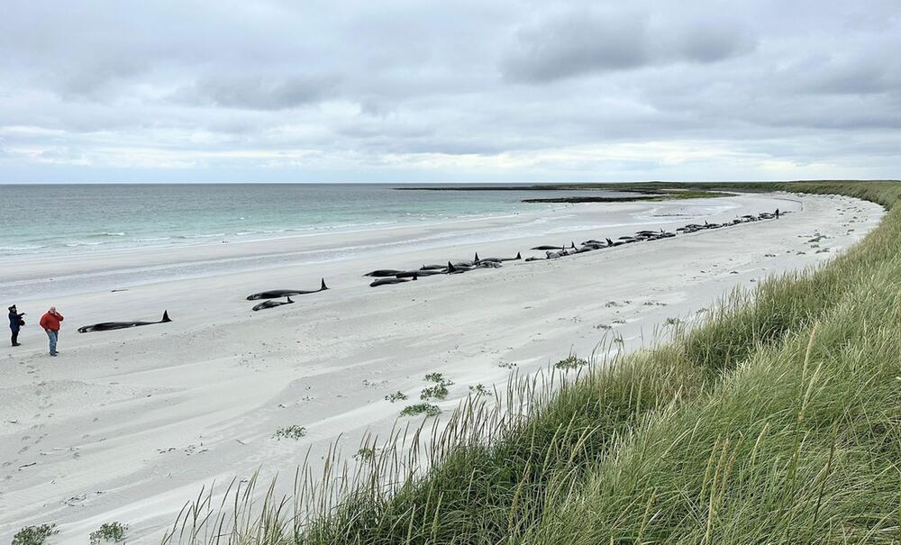 Dutzende Grindwale auf schottischer Insel gestrandet