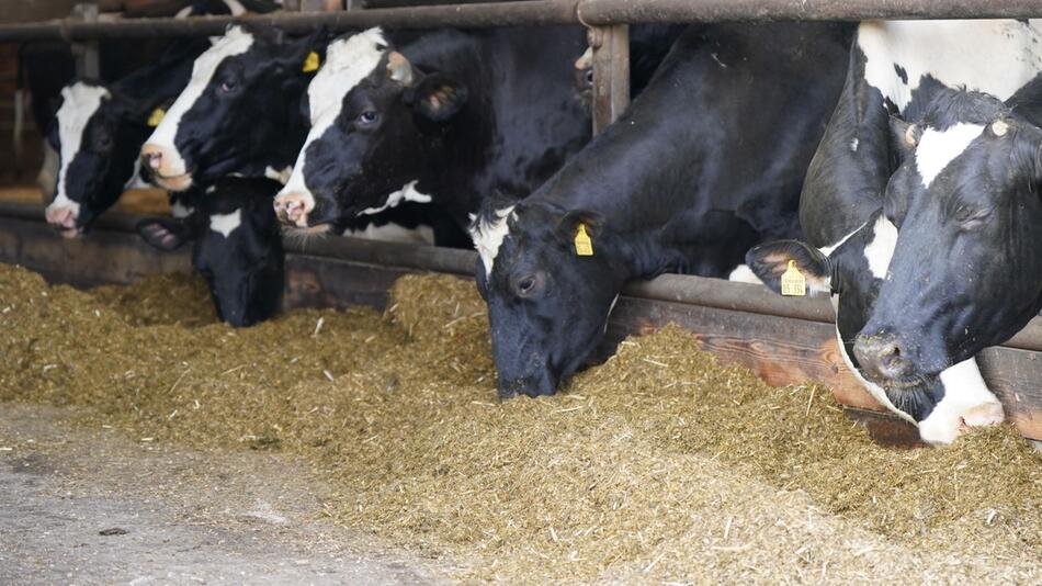 Milchkühe in einem Kuhstall