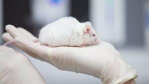 Eine Maus als Versuchstier
