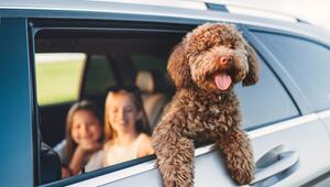 Hund im Auto