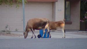 Ungewöhnlicher Einsatz: Polizei fängt zwei entlaufene Kühe in Wohnviertel ein