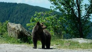Bär in Rumänien