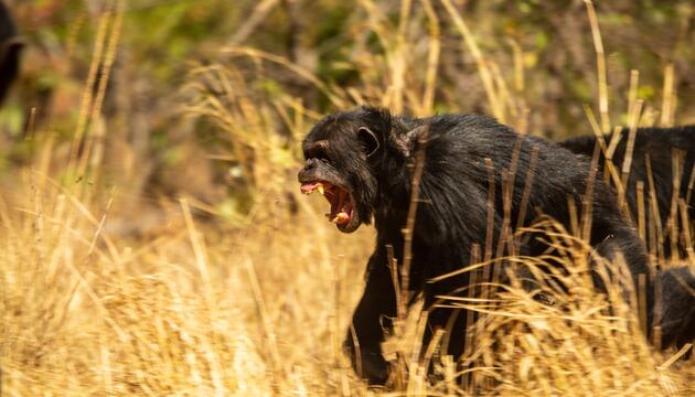 Bonobos und Schimpansen
