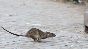 Ratte in New York.