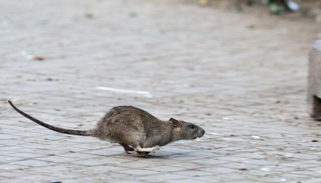 Ratte in New York.