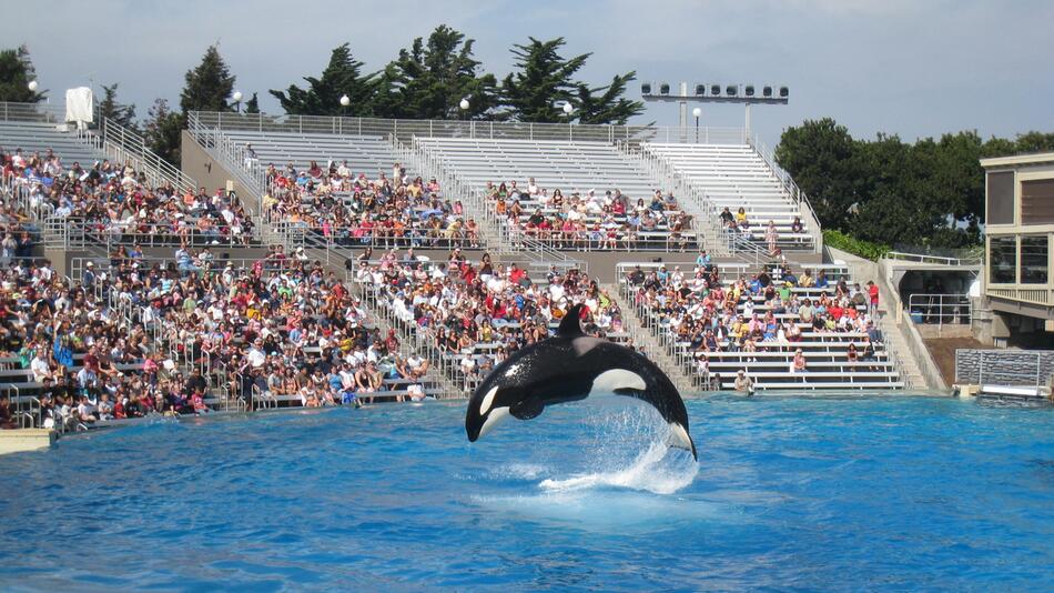 Orca Lolita stirbt vor ihrer Freilassung.