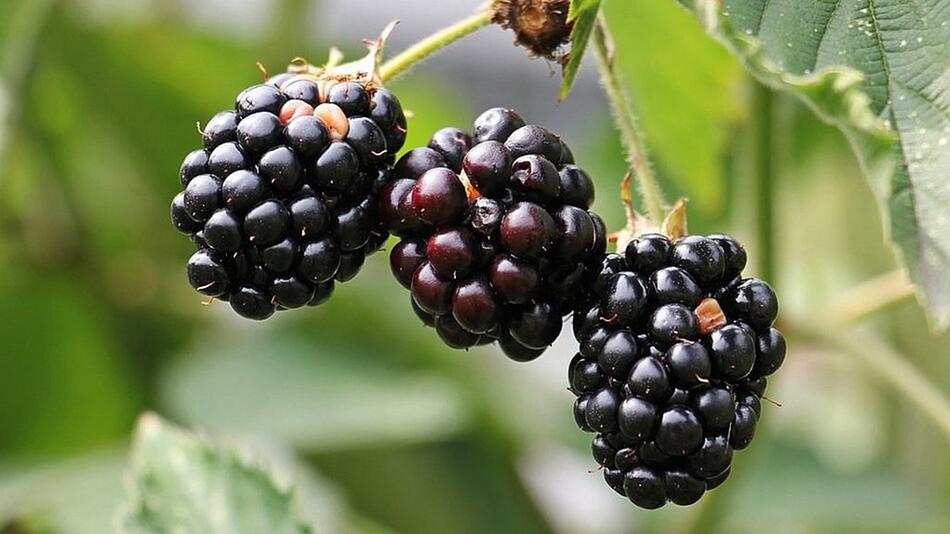 brombeeren schneiden