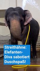 Streithähne im Zoo: Elefanten-Diva sabotiert Duschspaß!