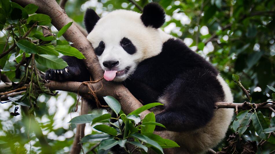 Panda auf einem Baum