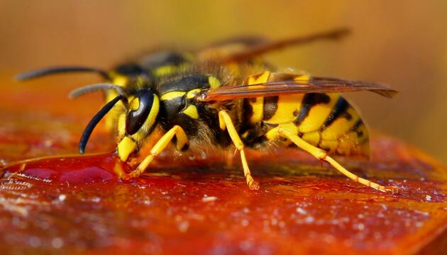 Das ist der Grund: Darum gibt es dieses Jahr so wenige Wespen