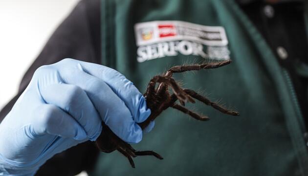 Spinnen-Schmuggler in Peru festgenommen