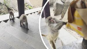 Tierischer Fast-Food-Junkie: Frecher Affe hat es auf McDonald's-Tüte abgesehen