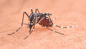 Mosquito saugt Blut aus menschlicher Haut