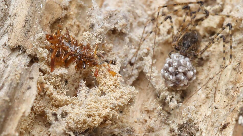 Knochensammler-Raupe trägt Überreste ihrer Beute als Tarnung
