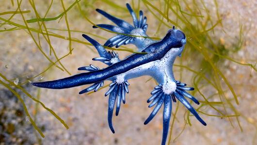 Glaucus atlanticus