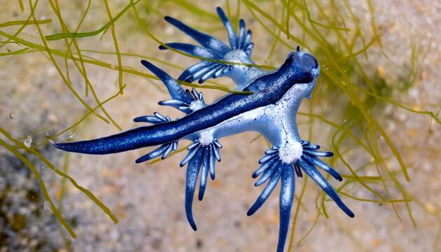 Glaucus atlanticus