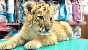 Liger in Rumänien