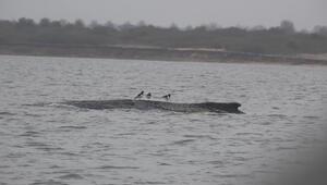 Forscher: Fitness des Wals hat sich verschlechtert