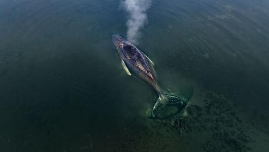 Buckelwal sitzt vor Insel Poel fest