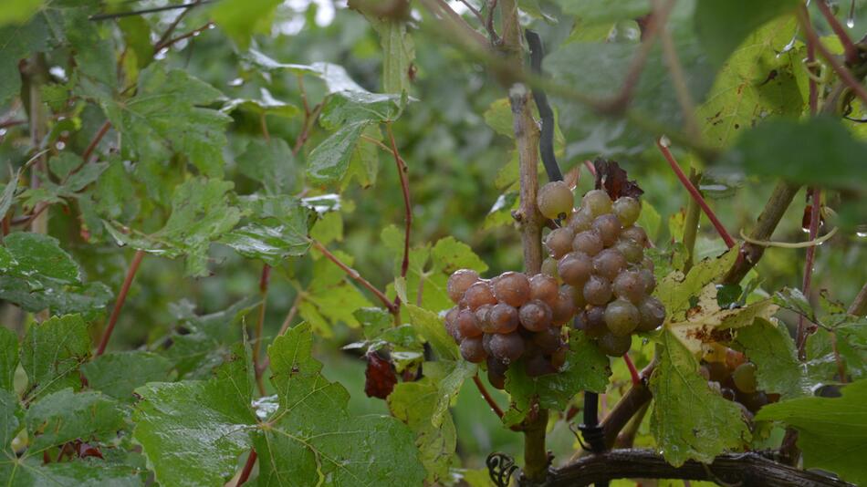 Weinbau in Belgien