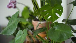Monstera vermehren: So klappt die Nachzucht mit Ablegern