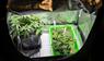 Cannabispflanzen in einem Aufzuchtszelt