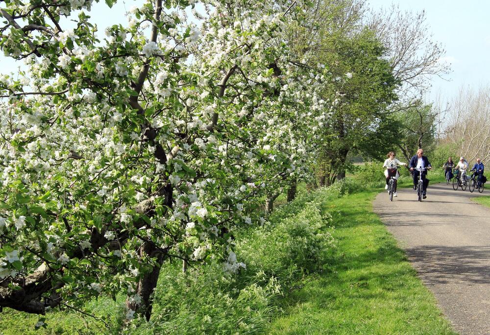 Apfelbäume in voller Blüte